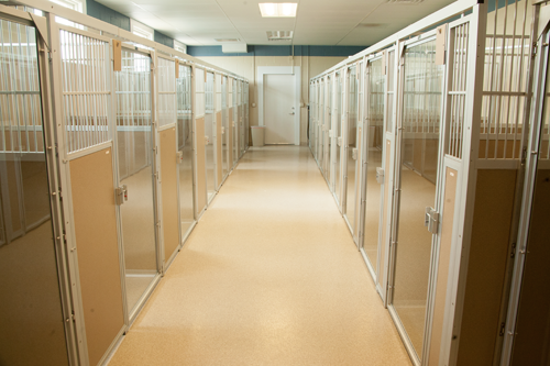 Hawthorne Park Animal Care Center Dog Boarding Area
