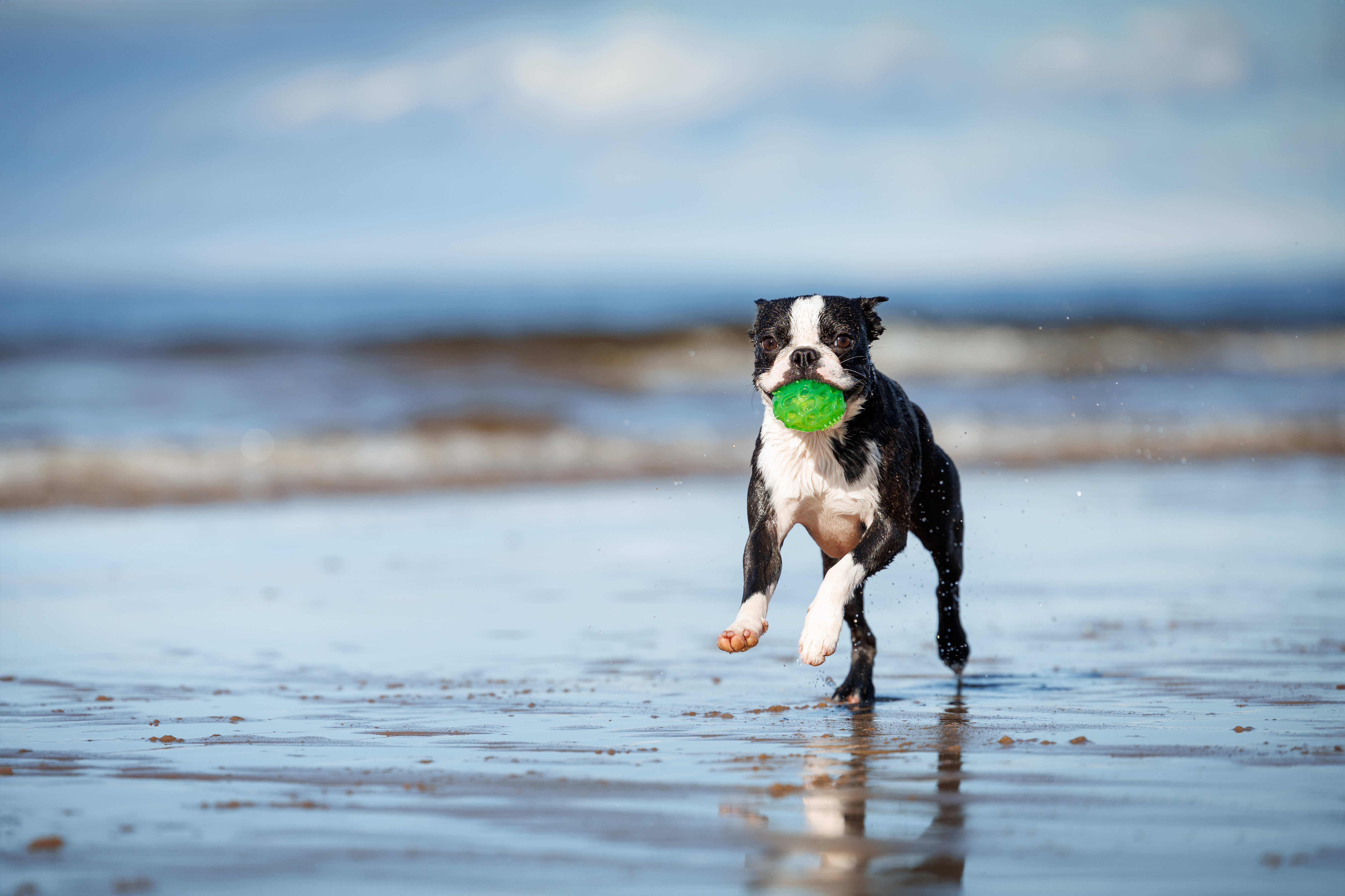 dog running on the beach