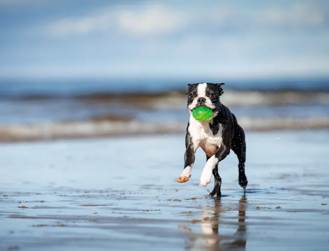 dog running on the beach dog running on the beach
