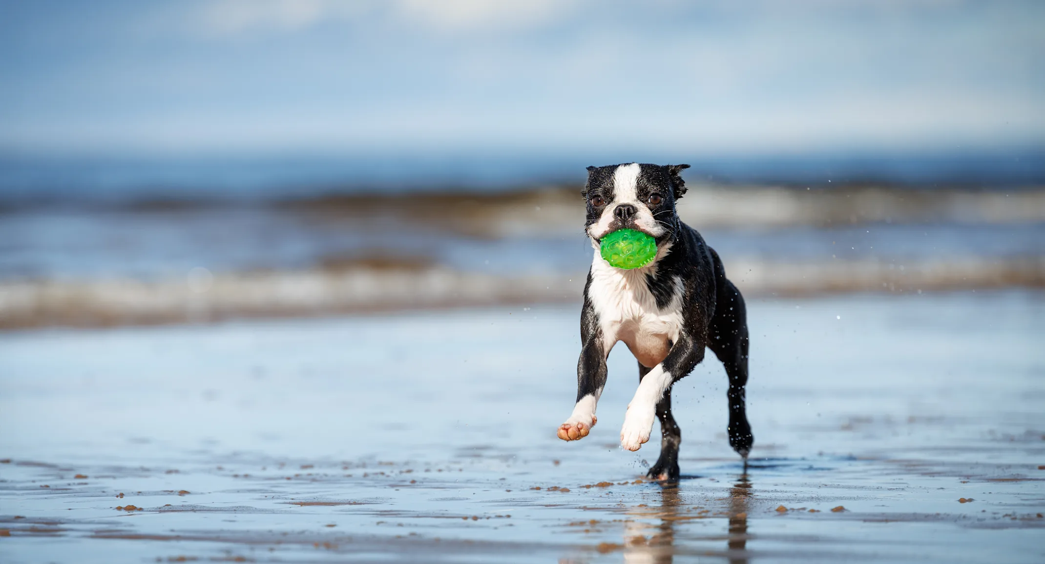 dog running on the beach dog running on the beach