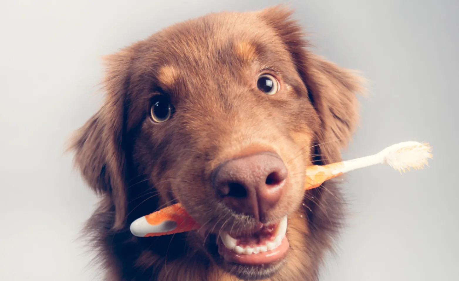 Brown dog with a tooth brush in its mouth Brown dog with a tooth brush in its mouth