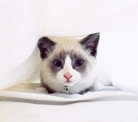 A cat underneath a blanket