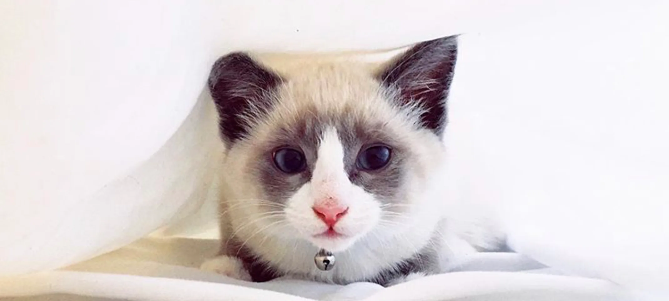 A cat underneath a blanket A cat underneath a blanket