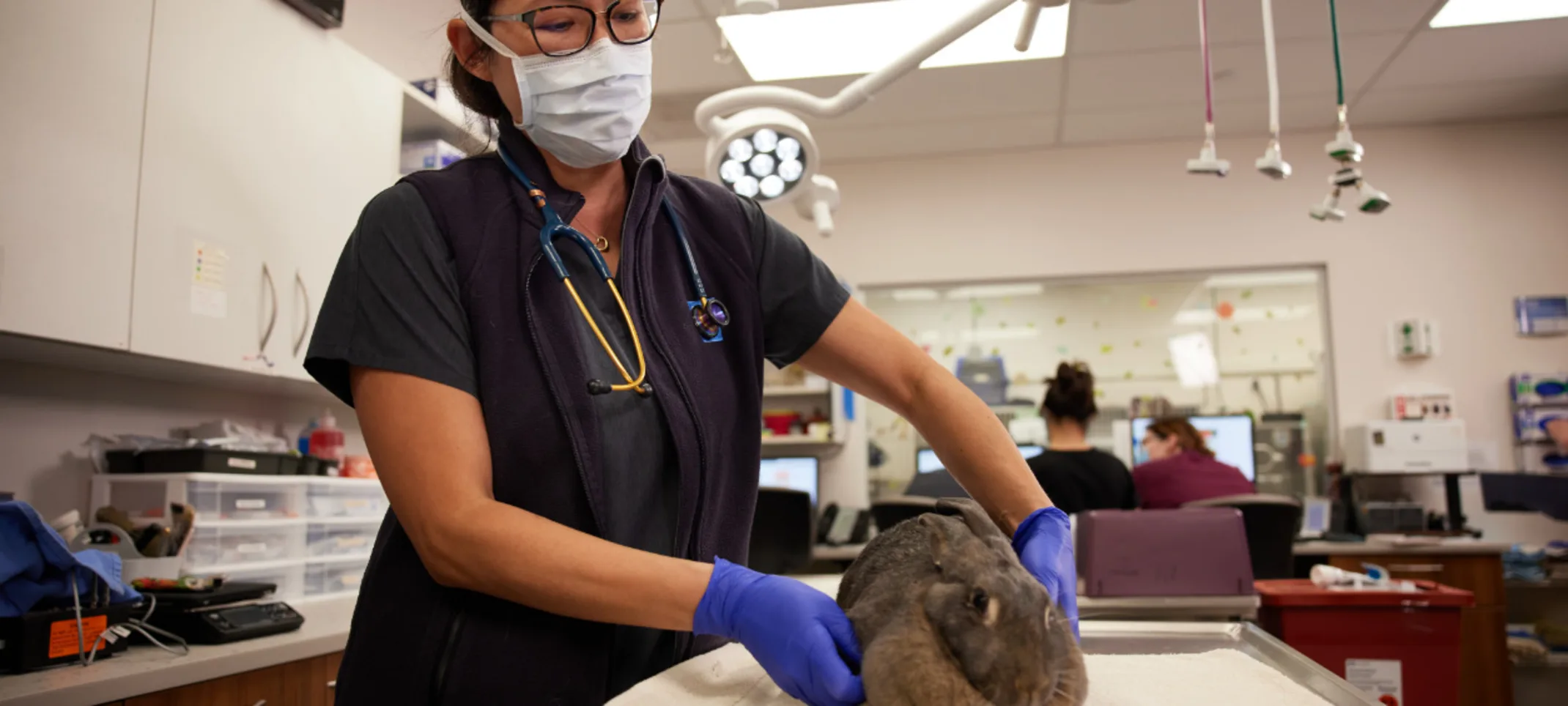 Staff Member Tending to Rabbit Staff Member Tending to Rabbit