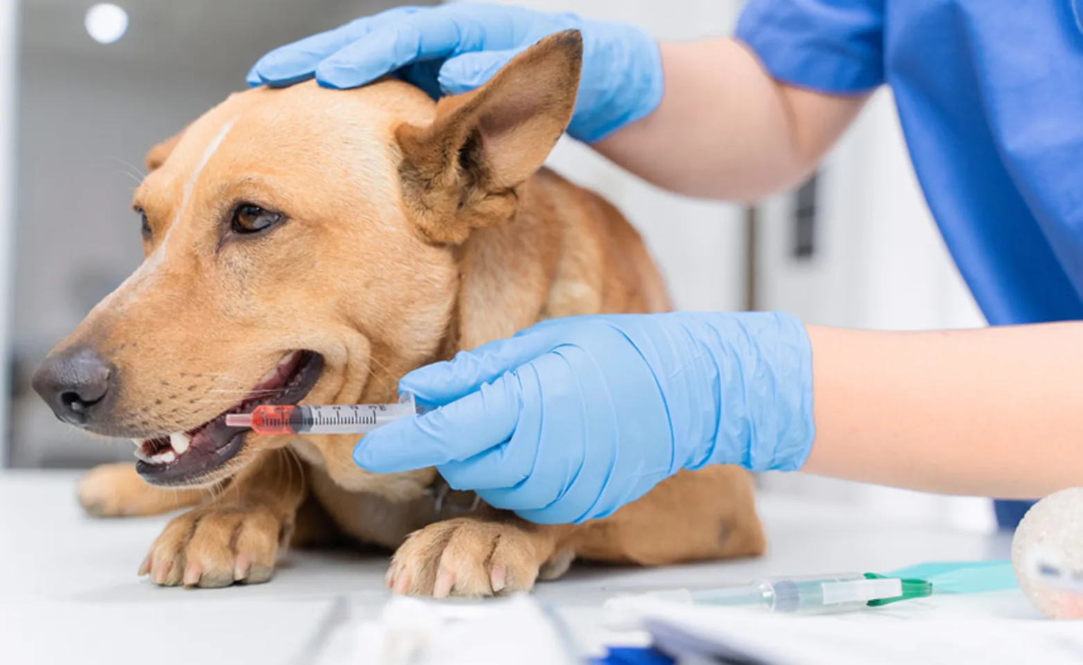 Dog receives a vaccination orally from a veterinary technician Dog receives a vaccination orally from a veterinary technician