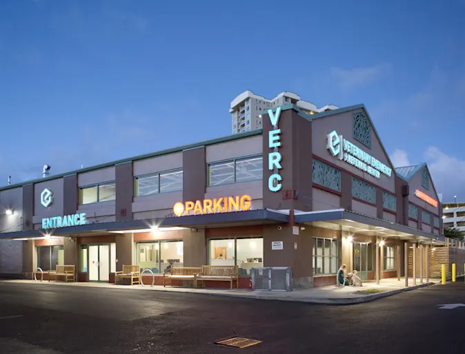 Staff member petting a dog with a wheel chair Staff member petting a dog with a wheel chair