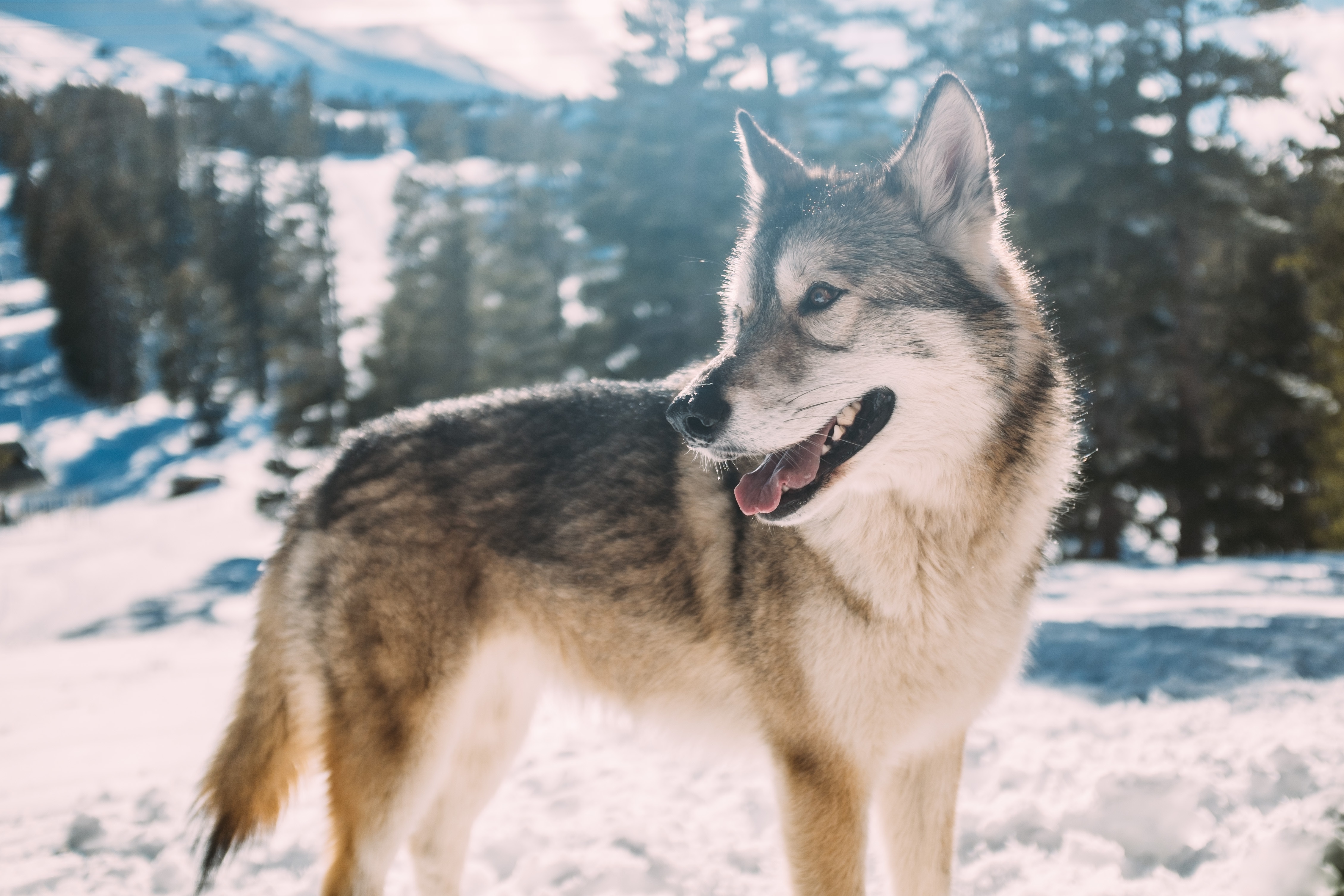 Siberian Husky on some snow in the mountains looking at something in the distance.