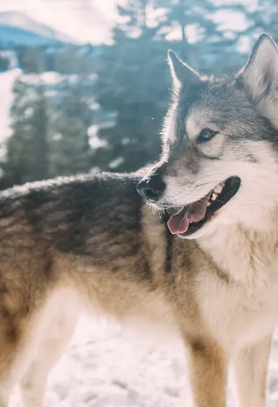 Siberian Husky on some snow in the mountains looking at something in the distance. Siberian Husky on some snow in the mountains looking at something in the distance.