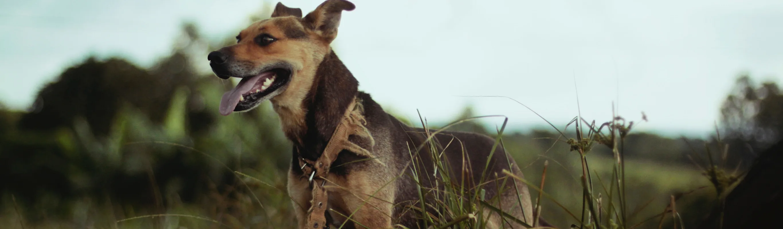 dog standing in grass