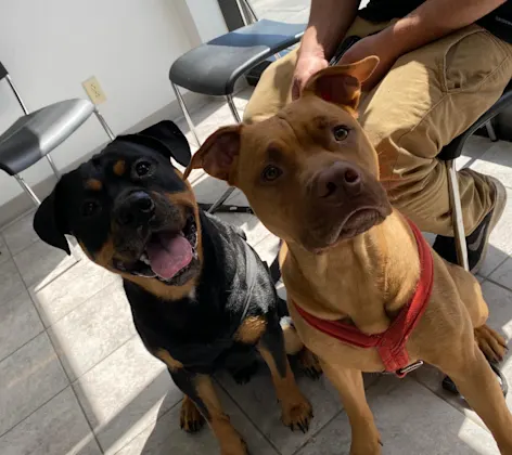 Two happy dogs Two happy dogs