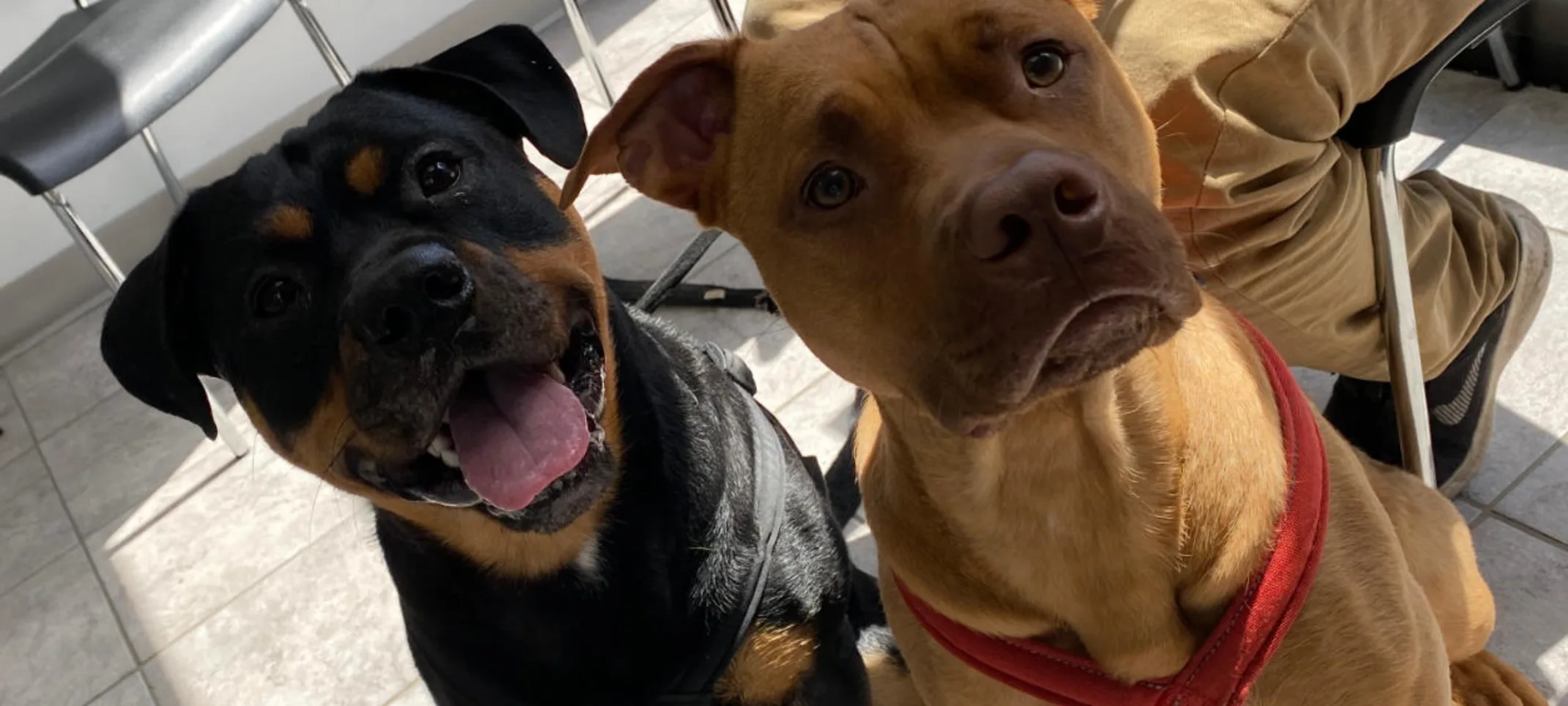 Two happy dogs Two happy dogs