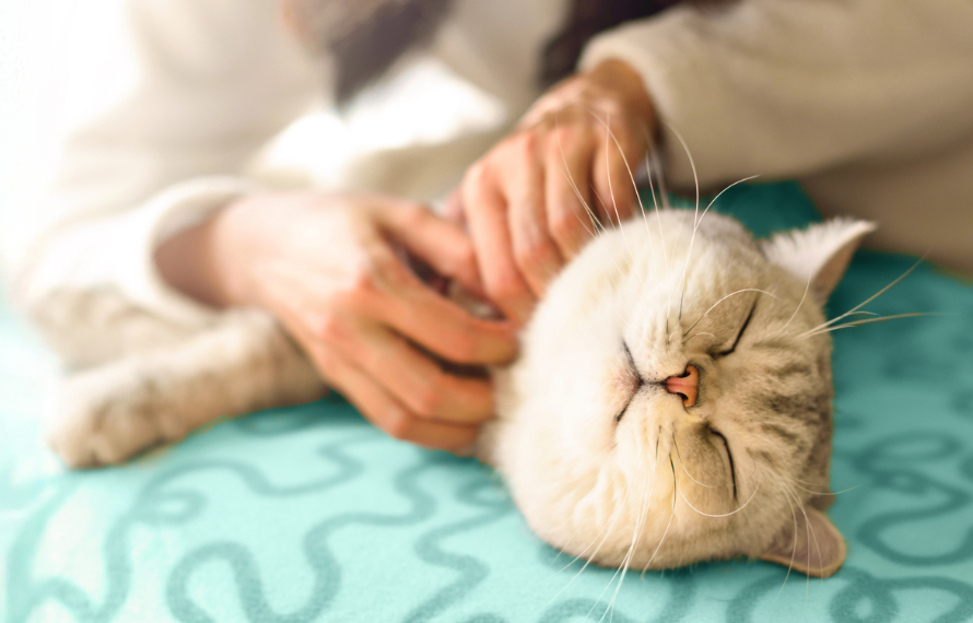 Close Up of Owner Scratching Cat Laying on Teal Pillow