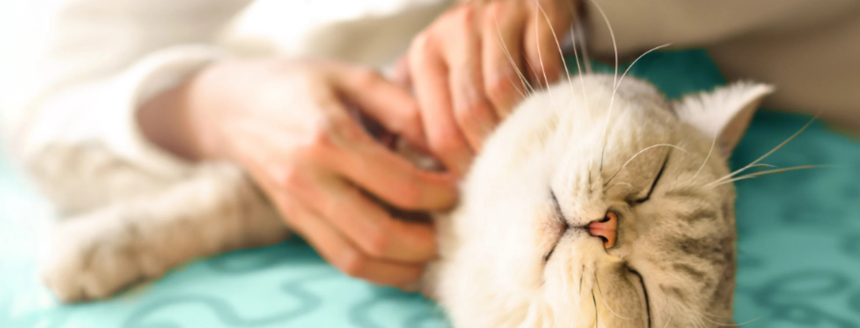 Close Up of Owner Scratching Cat Laying on Teal Pillow Close Up of Owner Scratching Cat Laying on Teal Pillow