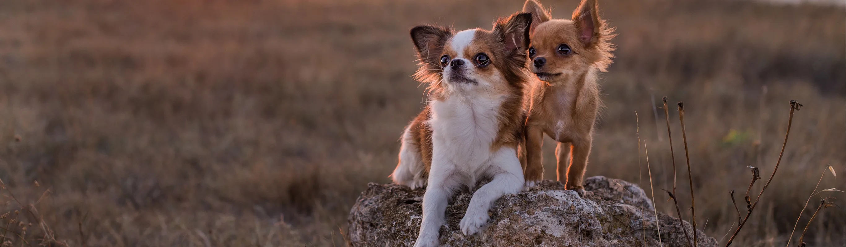 Dogs sitting on a rock during sunset