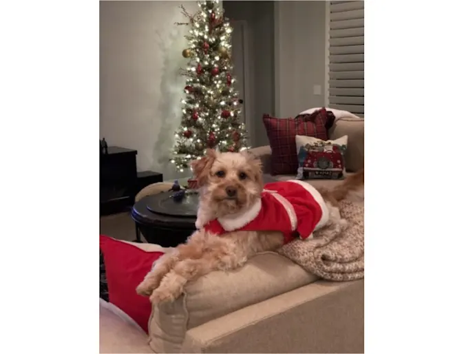 Dog, Ember in Santa costume Dog, Ember in Santa costume