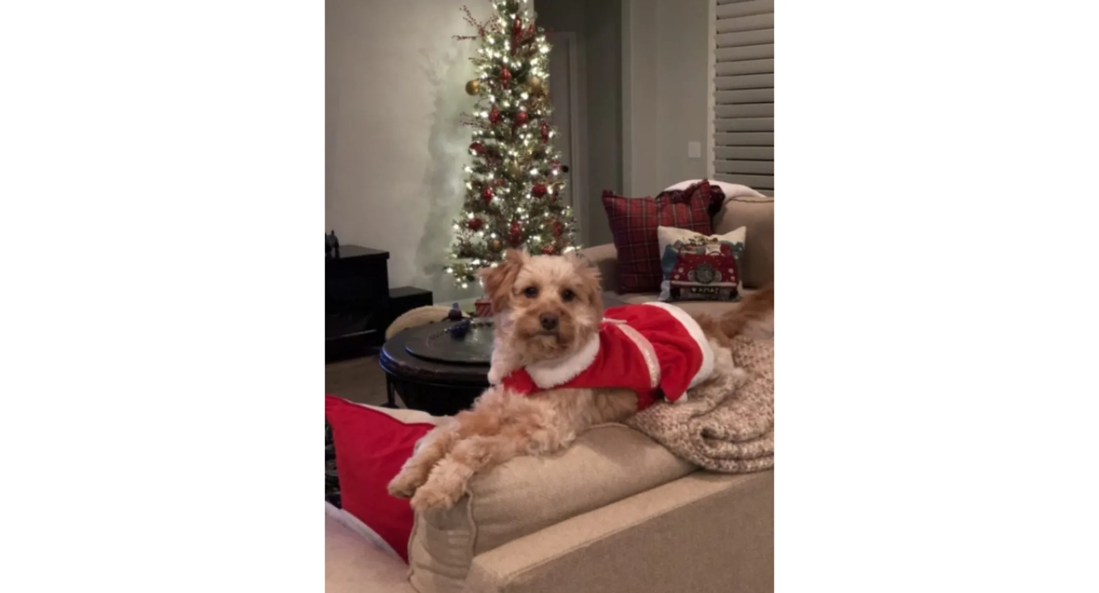 Dog, Ember in Santa costume Dog, Ember in Santa costume