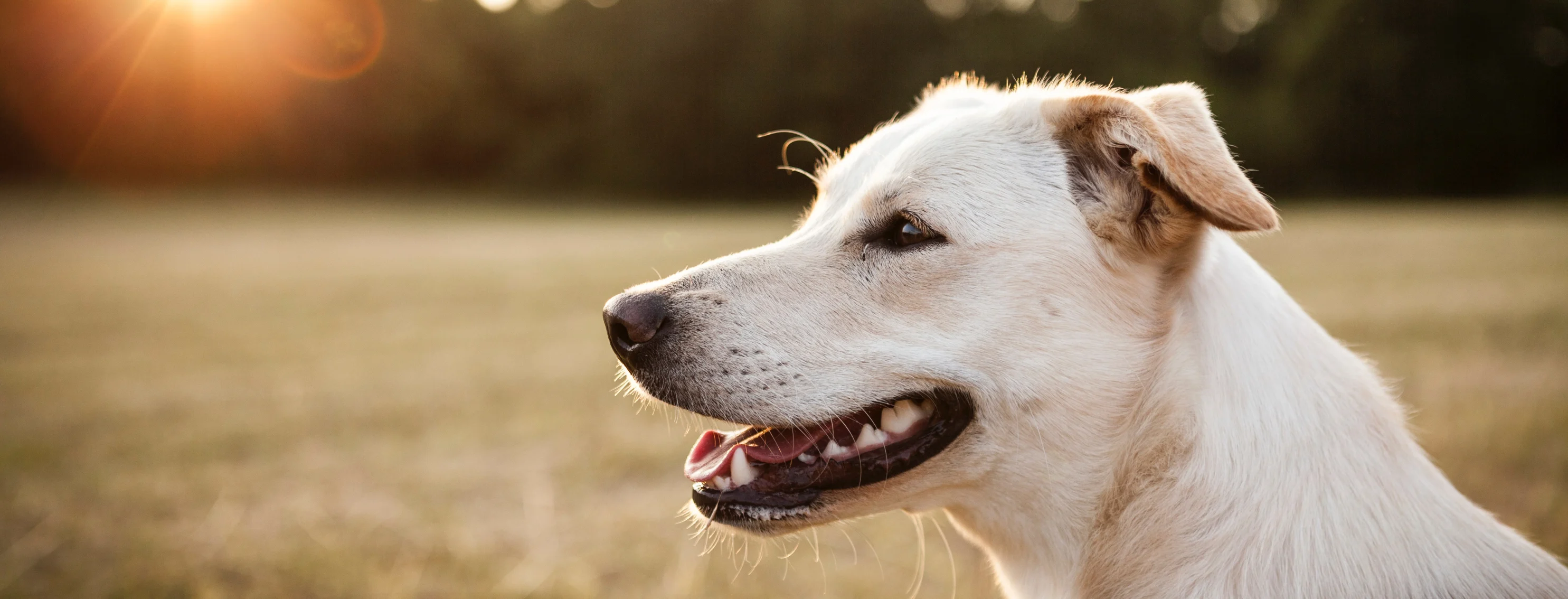 Close up of dog smiling