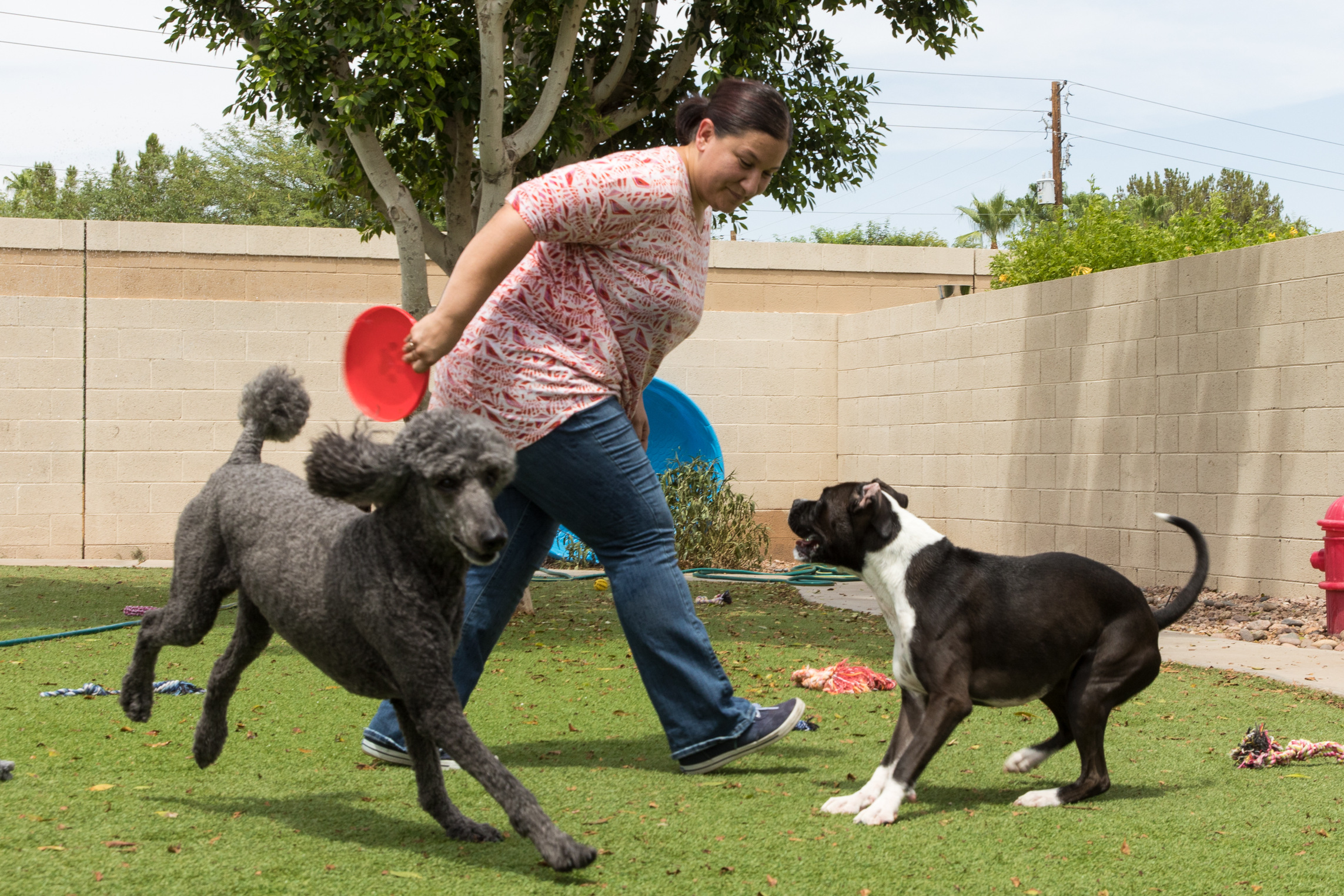 4 Paws Pet Resort Frisbee