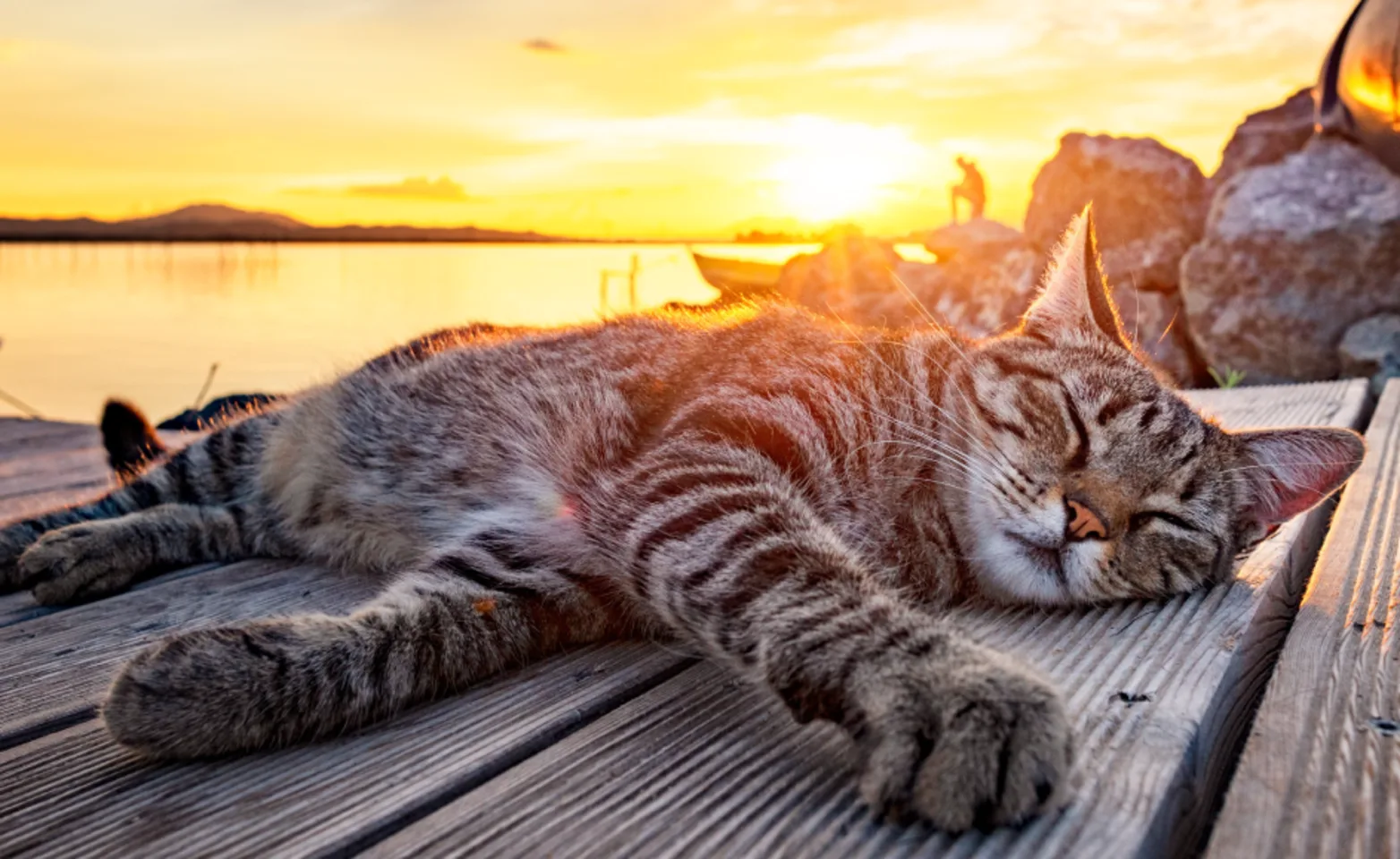 Cat laying on dock during sunset Cat laying on dock during sunset
