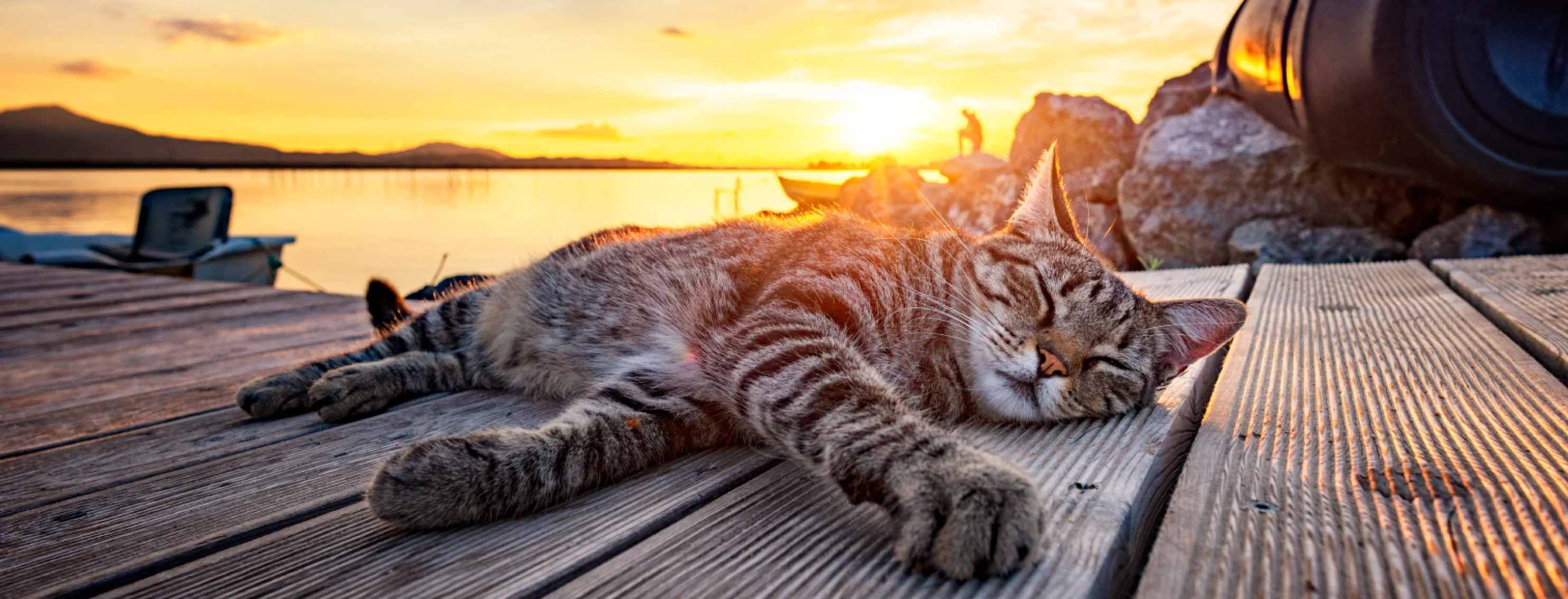 Cat laying on dock during sunset