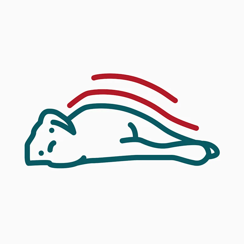 dog having Seizures icon dog having Seizures icon