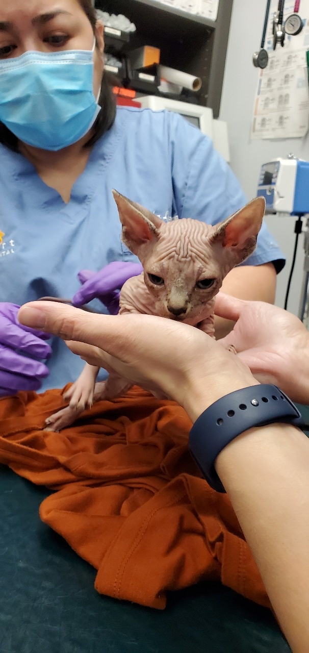 Staff assisting hairless kitten.