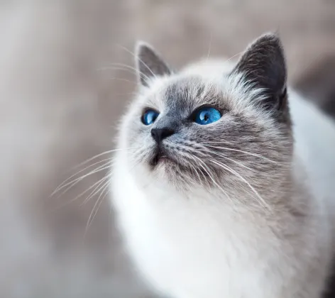 Cat with bright blue eyes looking up