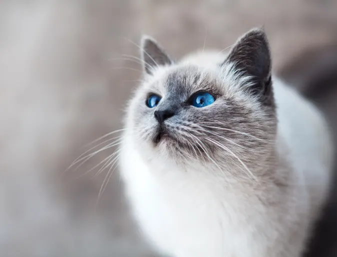 Cat with bright blue eyes looking up