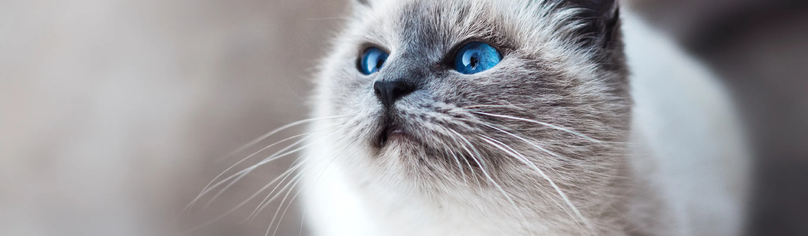 Cat with bright blue eyes looking up Cat with bright blue eyes looking up