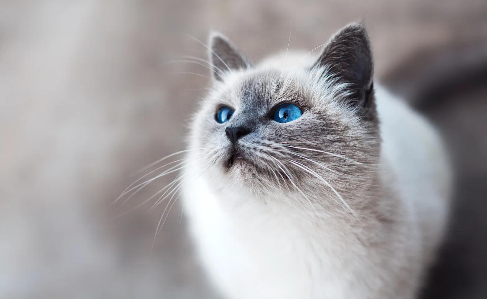 Cat with bright blue eyes looking up