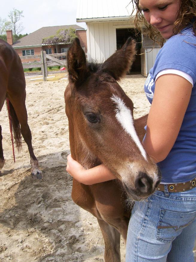 Dr. Jan with baby horse at Delmarva Equine Clinic