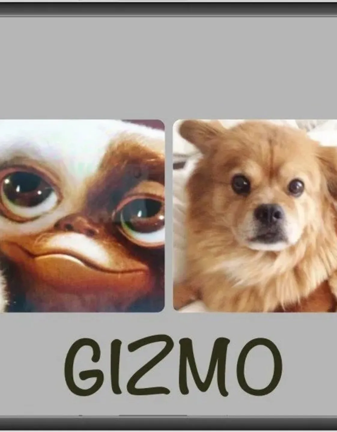 Gizmo Gizmo