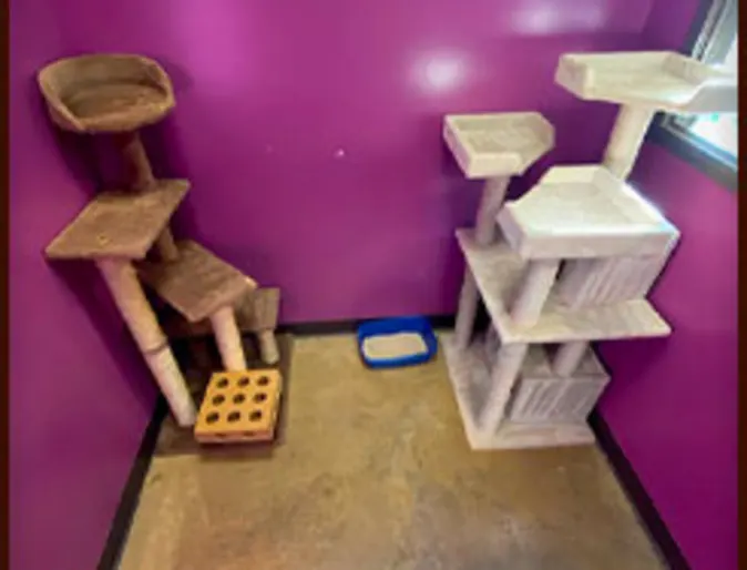 A large room for a cat with scratching posts A large room for a cat with scratching posts