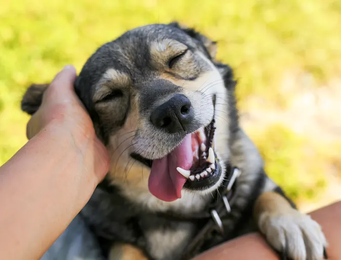 Dog happy and smiling outside