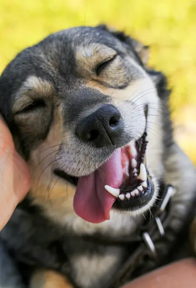 Dog happy and smiling outside