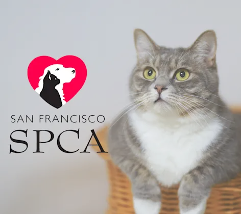 San Francisco SPCA San Francisco SPCA