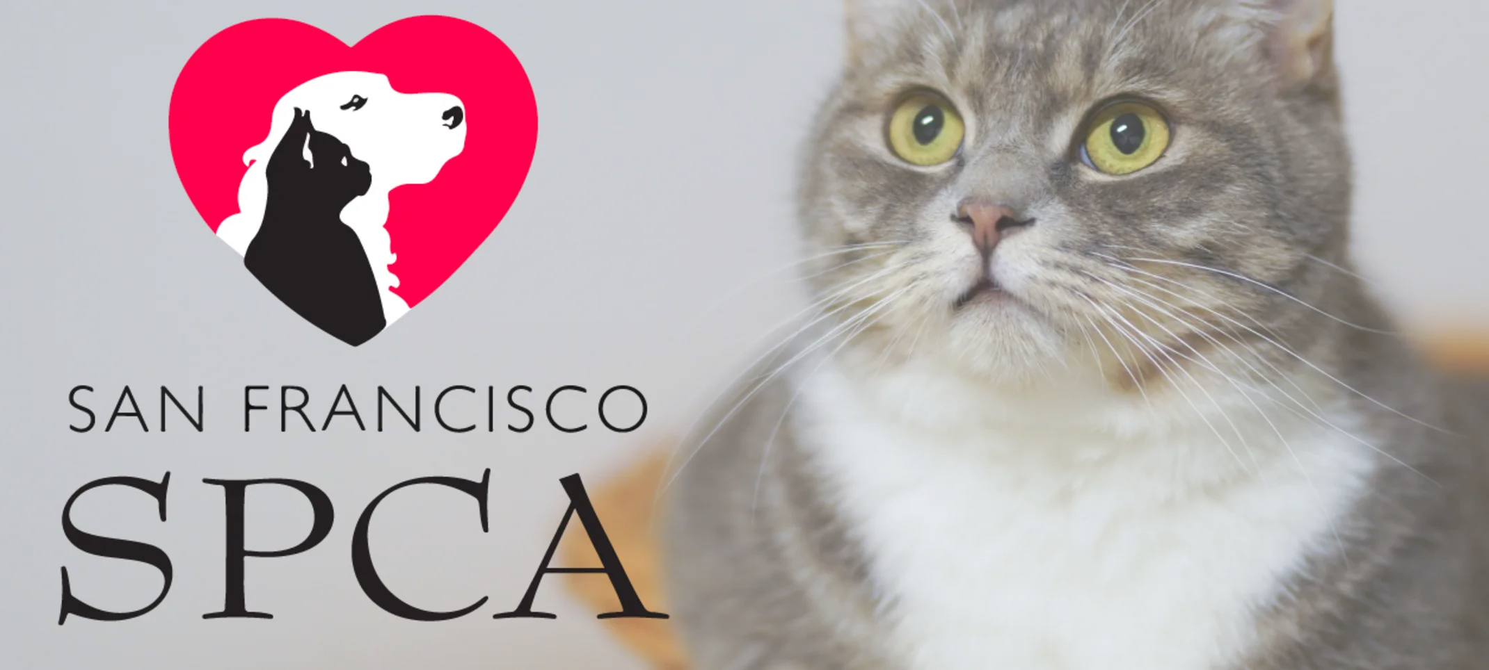 San Francisco SPCA San Francisco SPCA
