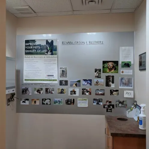 Poster with informational pamphlets and pictures of dogs at Abbotsford Animal Hospital