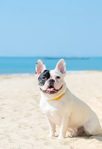 dog sitting in sand ocean in the background dog sitting in sand ocean in the background