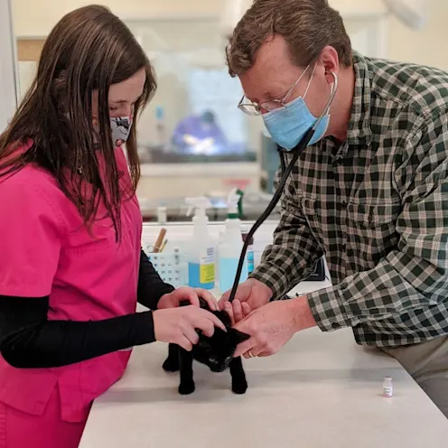 Veterinarians examining small black kitten on exam table Veterinarians examining small black kitten on exam table