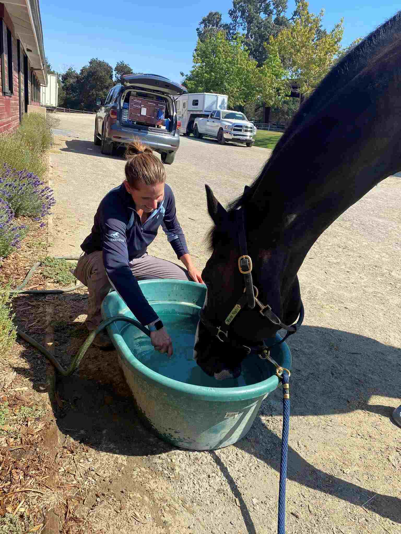 A Veterinarian Giving a Black Horse Water to Drink at Bayhill Equine