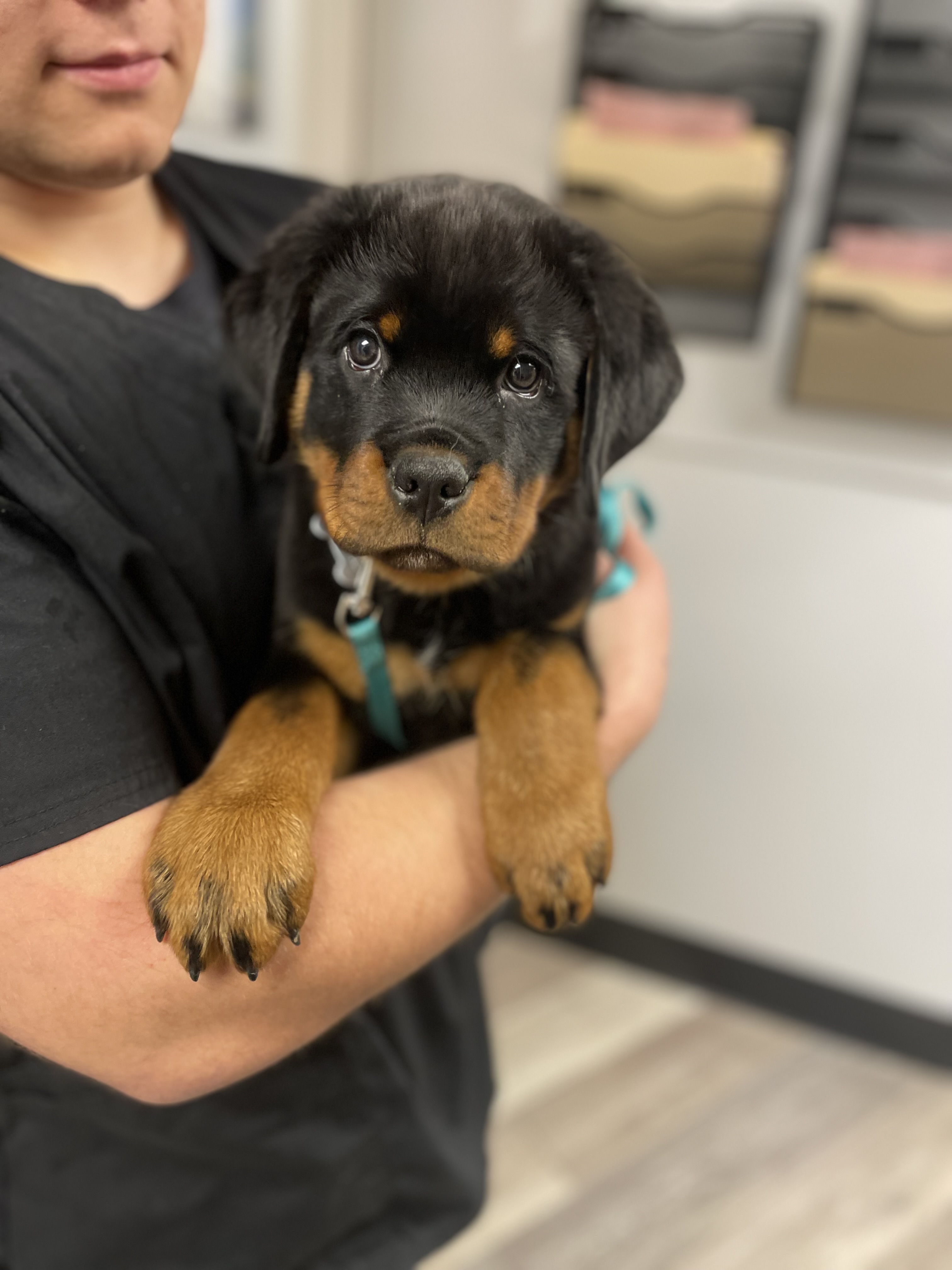 Brown and Black Puppy Being Held at Ferry Farm Animal Clinic
