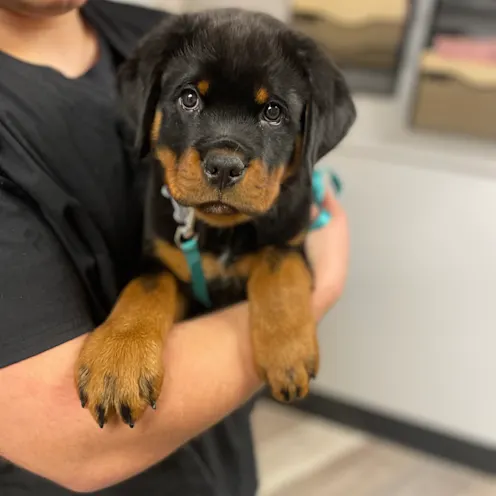 Brown and Black Puppy Being Held at Ferry Farm Animal Clinic Brown and Black Puppy Being Held at Ferry Farm Animal Clinic