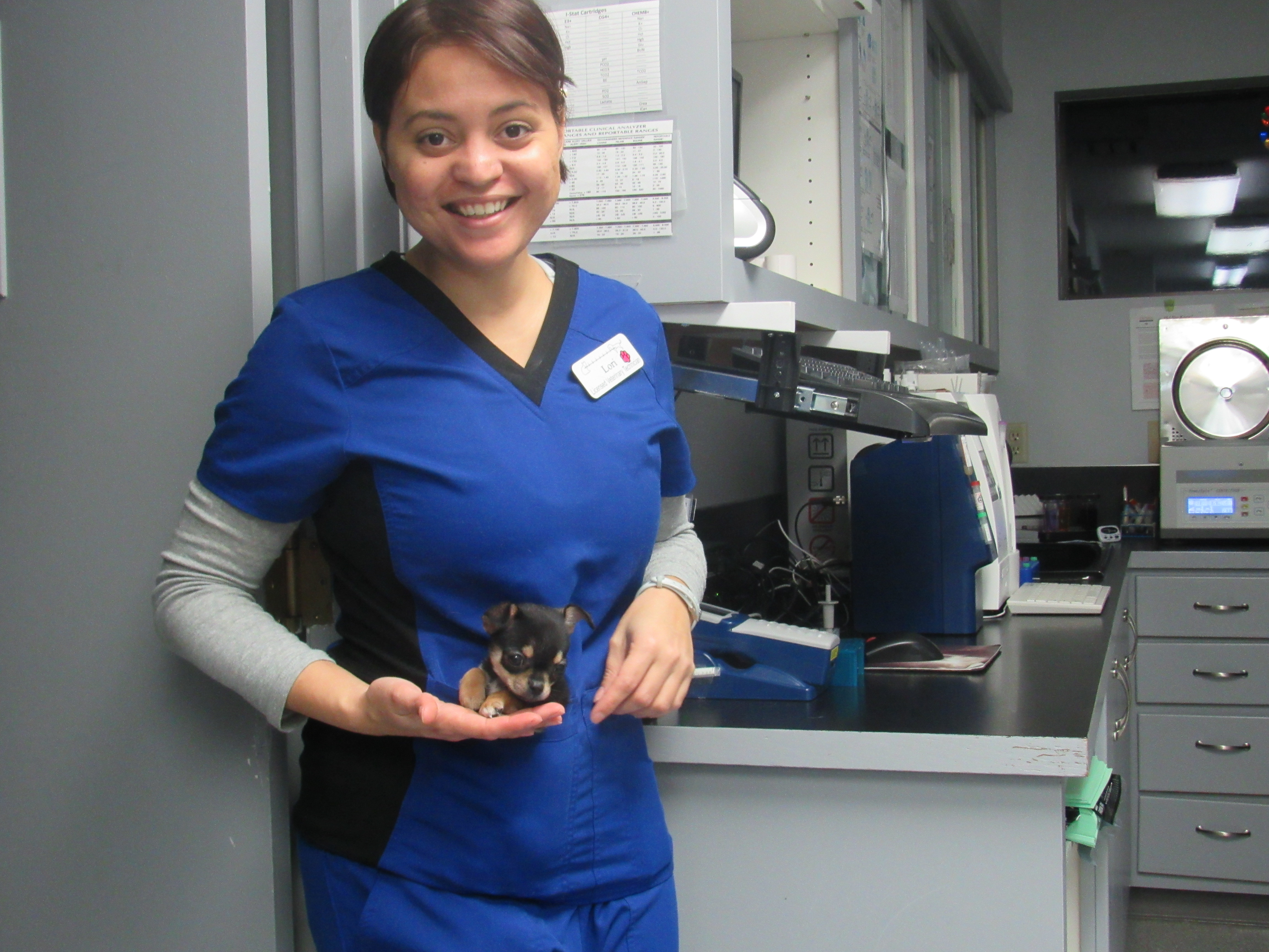 Staff holding small dog