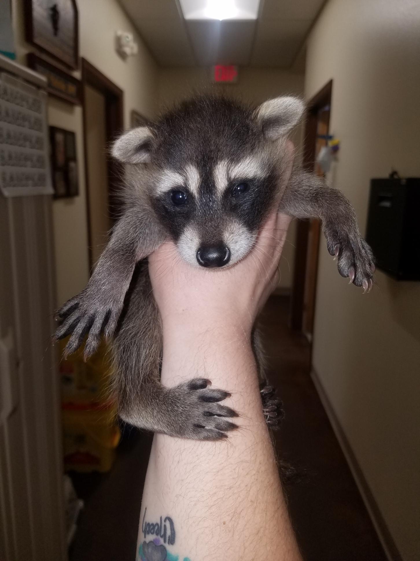 Baby racoon