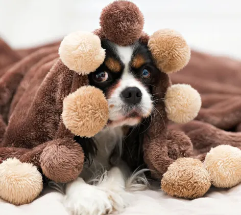 A photo of a King Charles Cavalier Spaniel hiding under a blanket