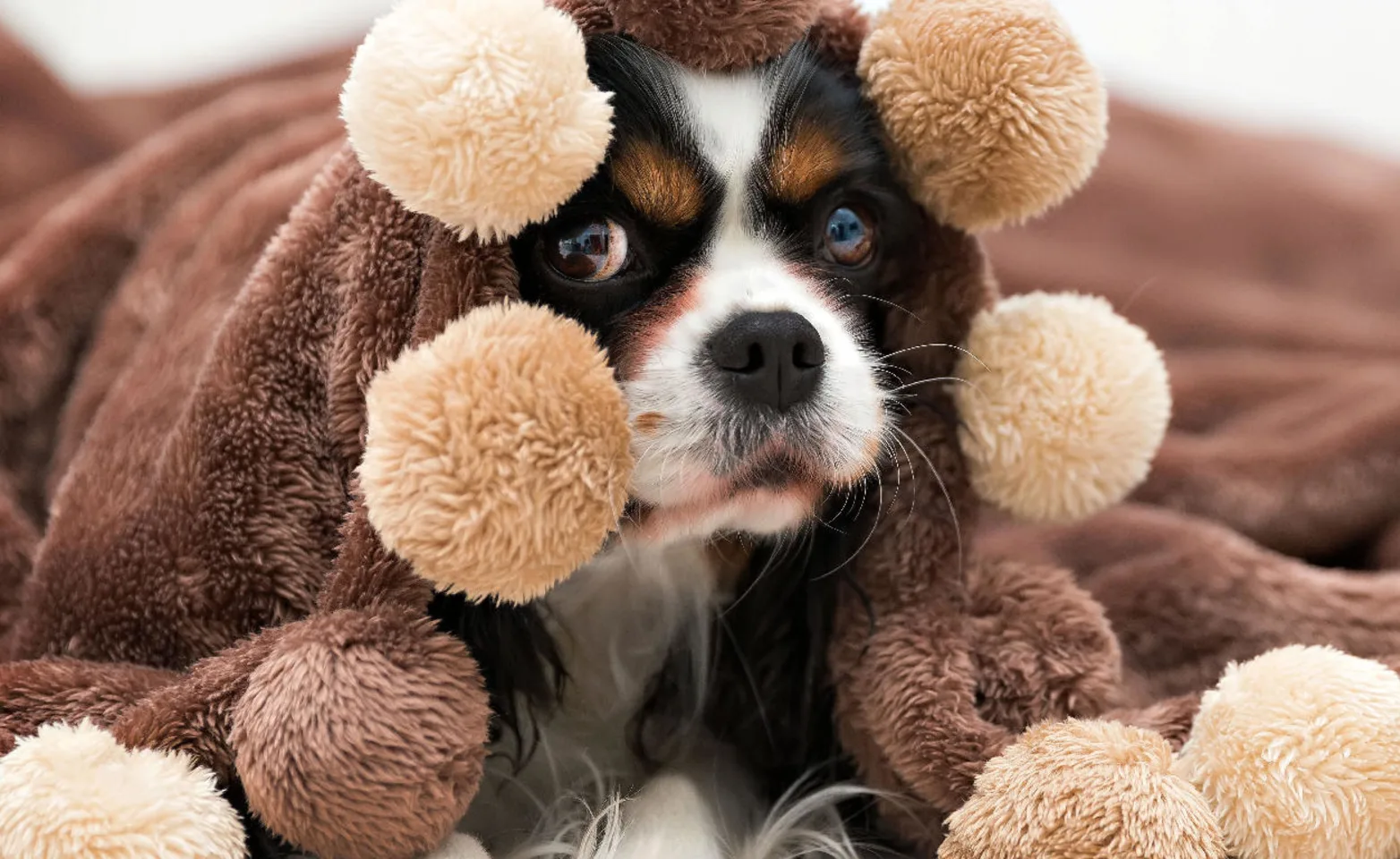 A photo of a King Charles Cavalier Spaniel hiding under a blanket