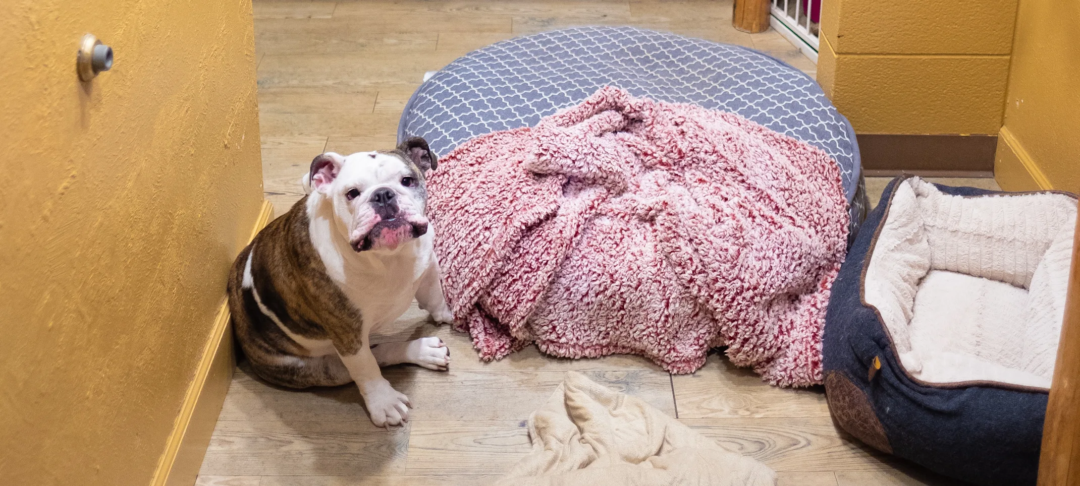 Bulldog enjoying his stay at Bergen Bark Inn