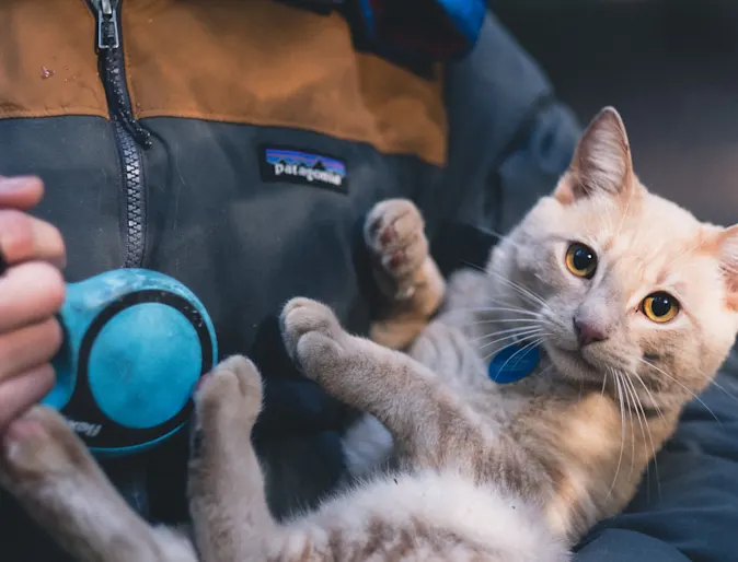 Woman holding a cat Woman holding a cat