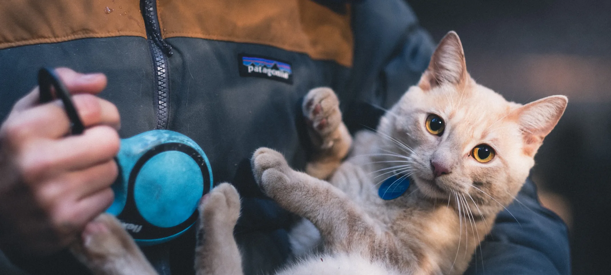 Woman holding a cat Woman holding a cat